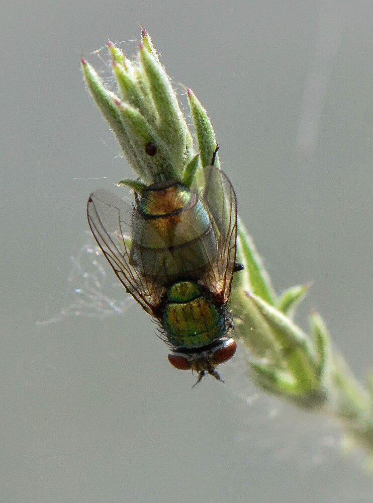 Green-bottle Fly-Calliphoridae-Lucilia-1