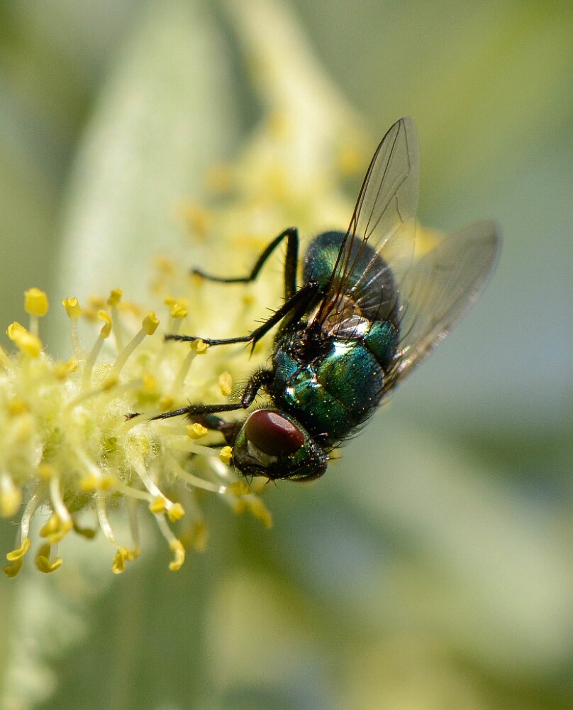 Green-bottle Fly-Calliphoridae-Lucilia