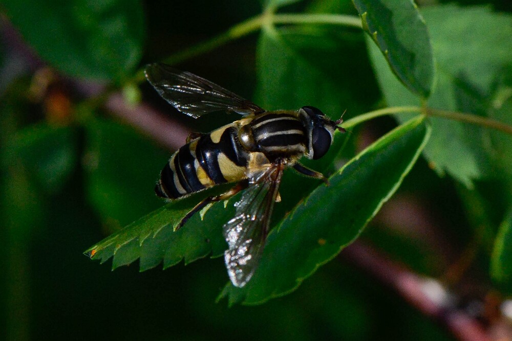 Hoverfly-Syrphidae-Helophilus