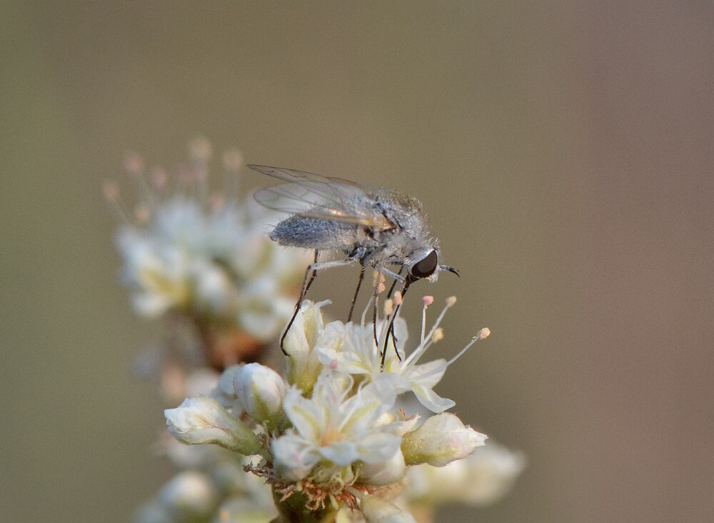 Needle-nose-fly-Bee-fly-Bombyliidae-Geron-1