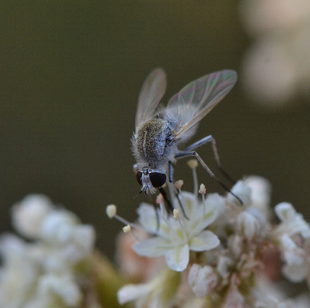 Needle-nose-fly-Bee-fly-Bombyliidae-Geron