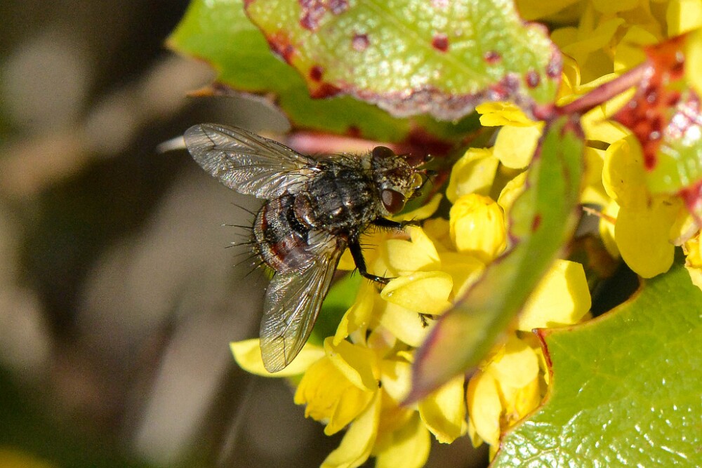 Tachinid-fly-Tachinidae-Chetogena