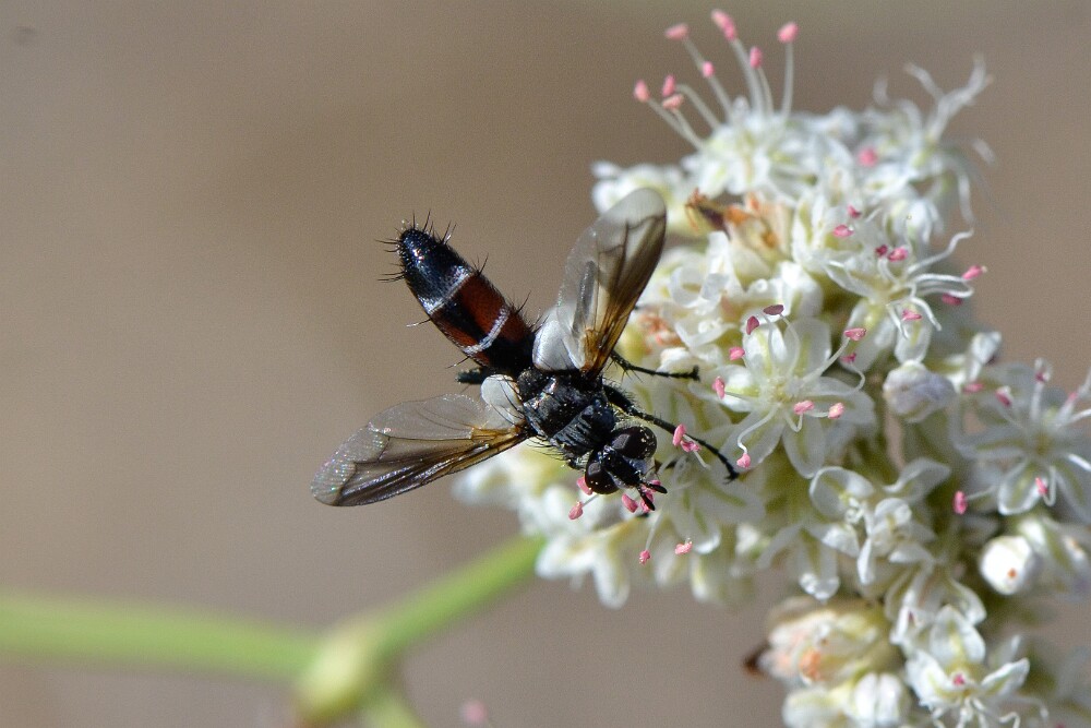 Tachinid-fly-Tachinidae-Cylindromyia