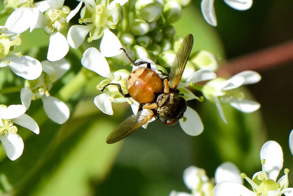 Tachinid-fly-Tachinidae-Gymnoclytia