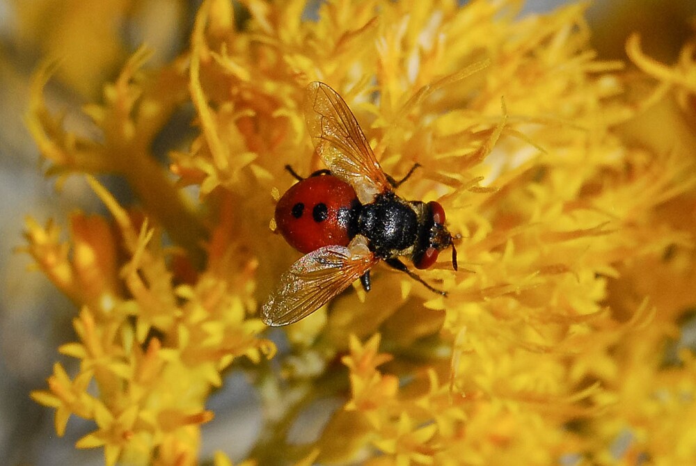 Tachinid-fly-Tachinidae-Gymnosoma