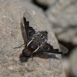 Bee-fly-Bombyliidae-1