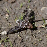 Bee-fly-Bombyliidae-2