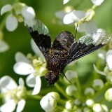 Bee-fly-Bombyliidae-3