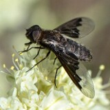 Bee-fly-Bombyliidae