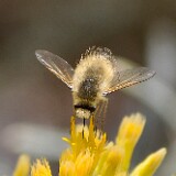 Gray-bee-fly-Bombyliidae-Anastoechus