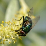 Green-bottle Fly-Calliphoridae-Lucilia
