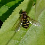 Hoverfly-Syrphidae-Syrphus