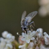 Needle-nose-fly-Bee-fly-Bombyliidae-Geron