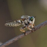 Robber-fly-Asilidae-2