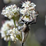Robber-fly-Asilidae