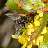 Tachinid-fly-Tachinidae-Chetogena
