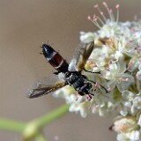 Tachinid-fly-Tachinidae-Cylindromyia
