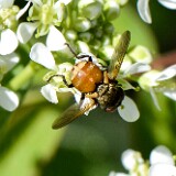 Tachinid-fly-Tachinidae-Gymnoclytia