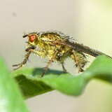 Yellow-dung-fly-Scathophaga-stercoraria-1