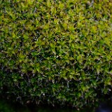 Bryophyte-1