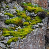 Bryophyte-3