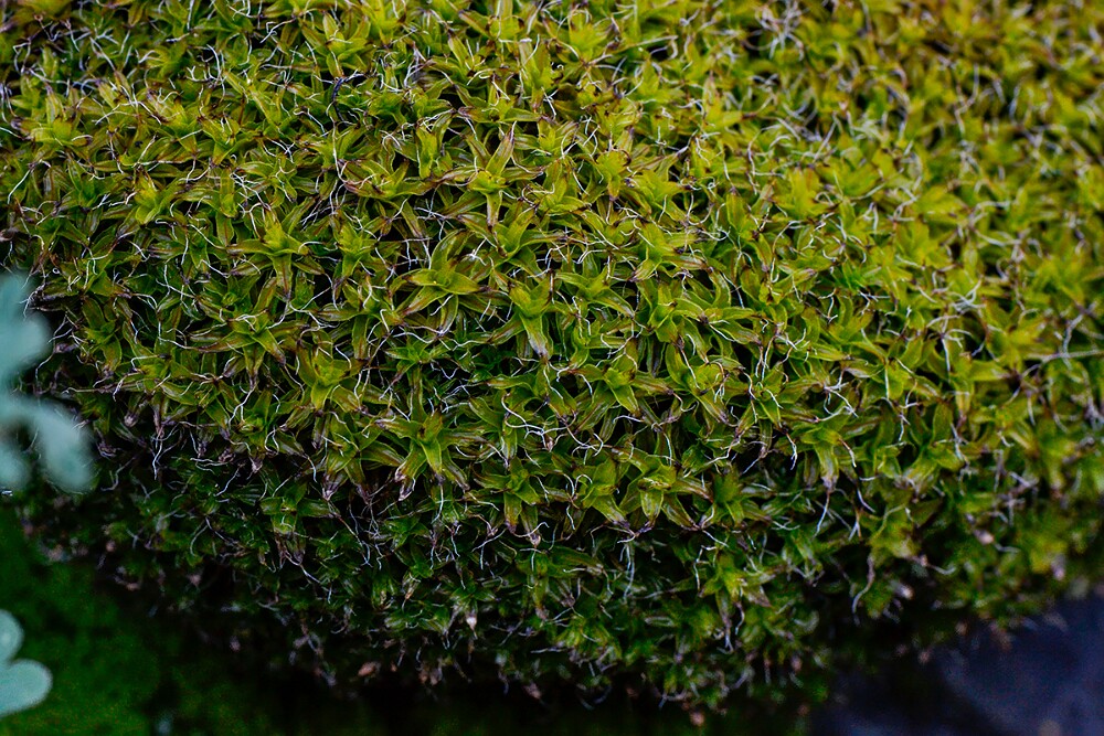 Bryophyte-1