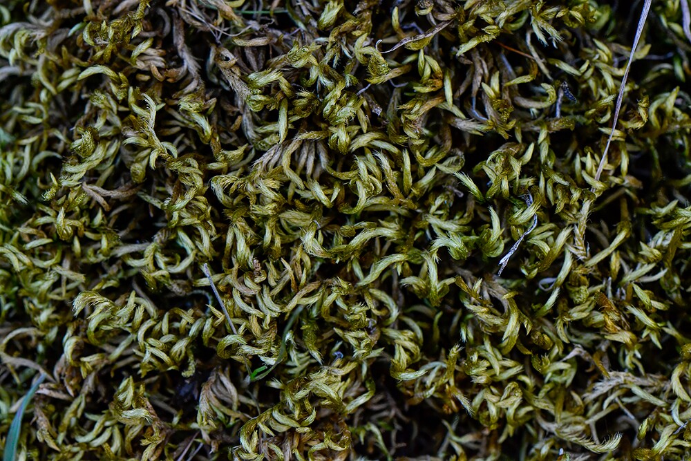 Bryophyte-2