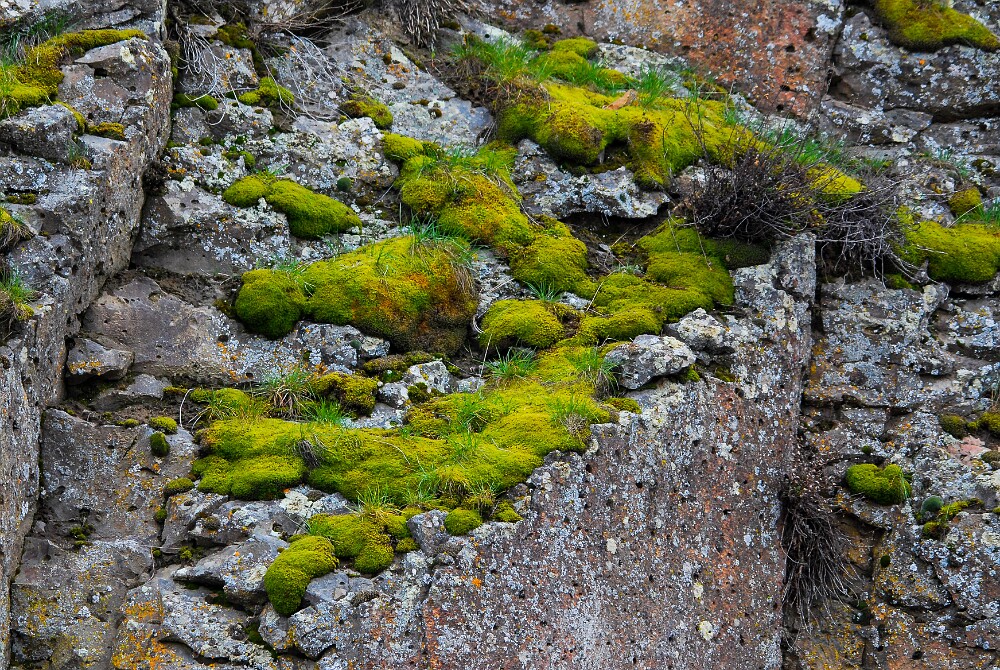 Bryophyte-3