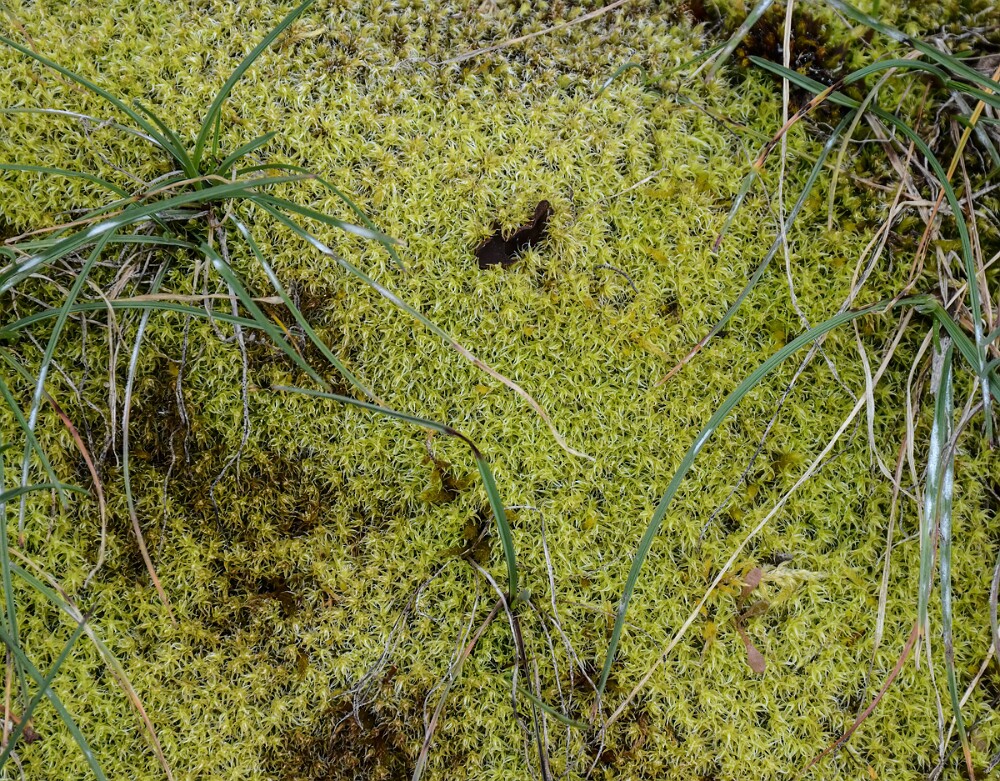 Bryophyte-4