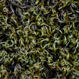 Bryophyte-2