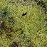 Bryophyte-4