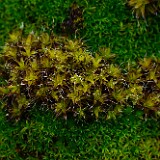 Bryophyte
