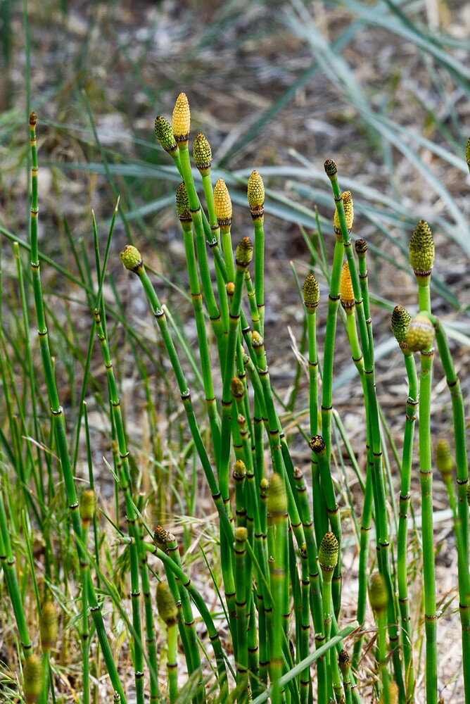 Horsetail-1