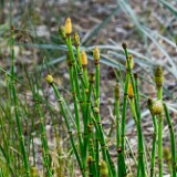 Horsetail-1