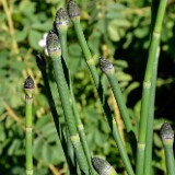 Horsetail