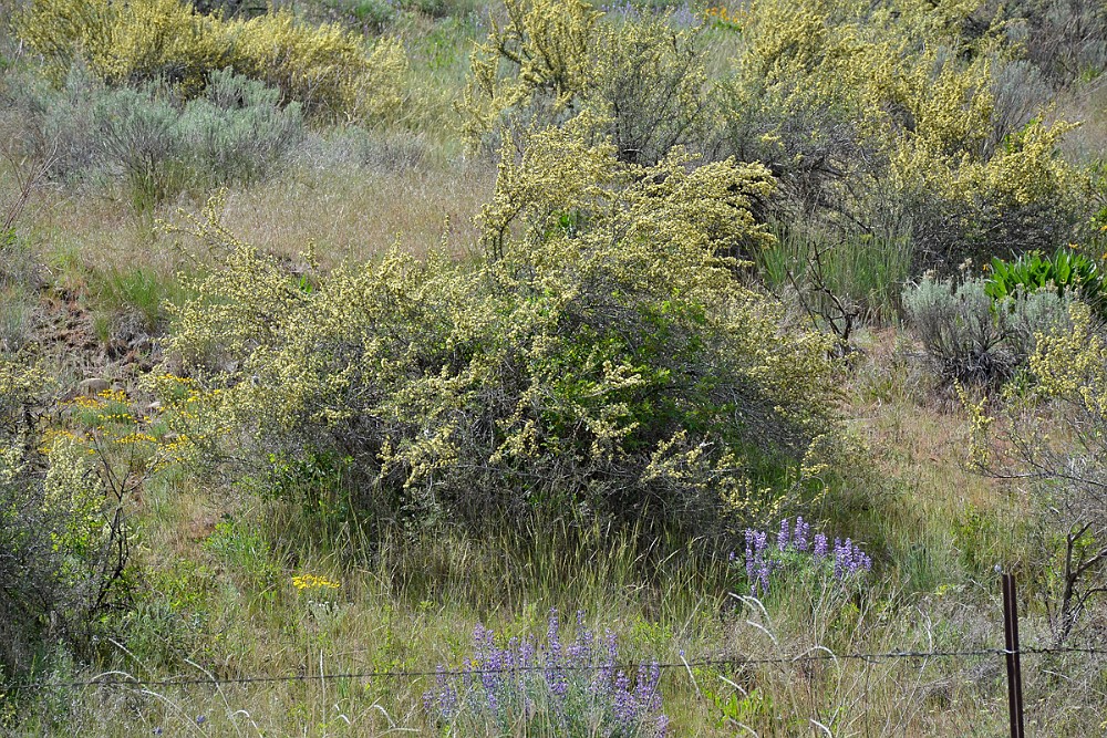 Antelope-bitterbrush Purshia-tridentata