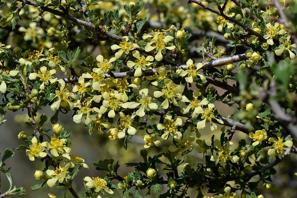 Antelope-bitterbrush Purshia-tridentata 2