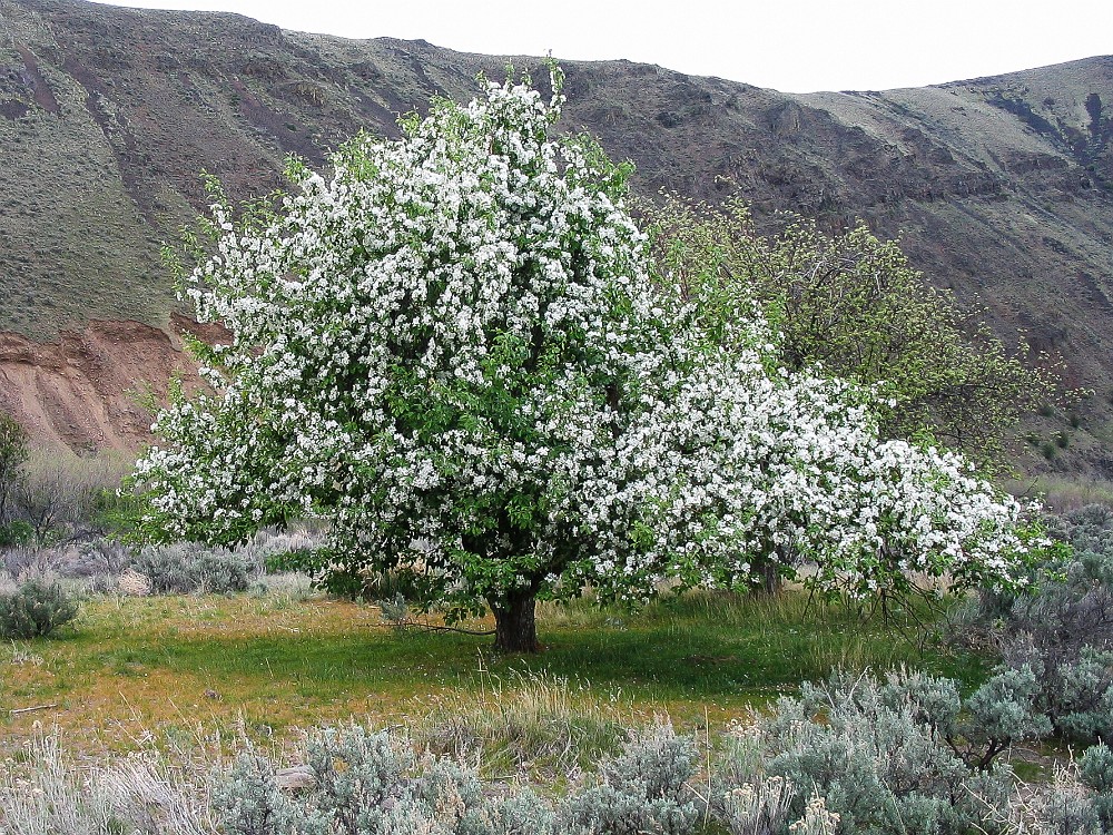 Apple-tree