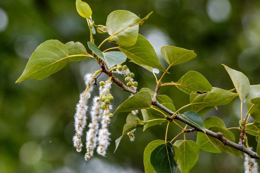 Black-cottonwood Populus-trichocarpa