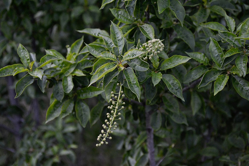 Black-cottonwood Populus-trichocarpa 1