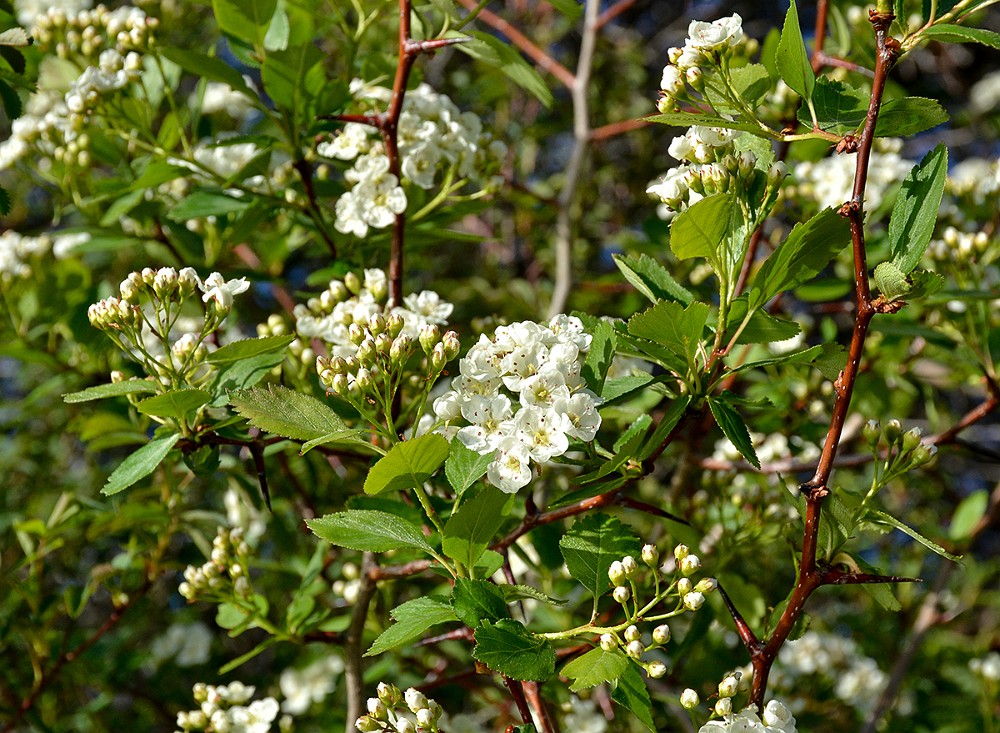 Black-hawthorn  Crataegus-douglasii