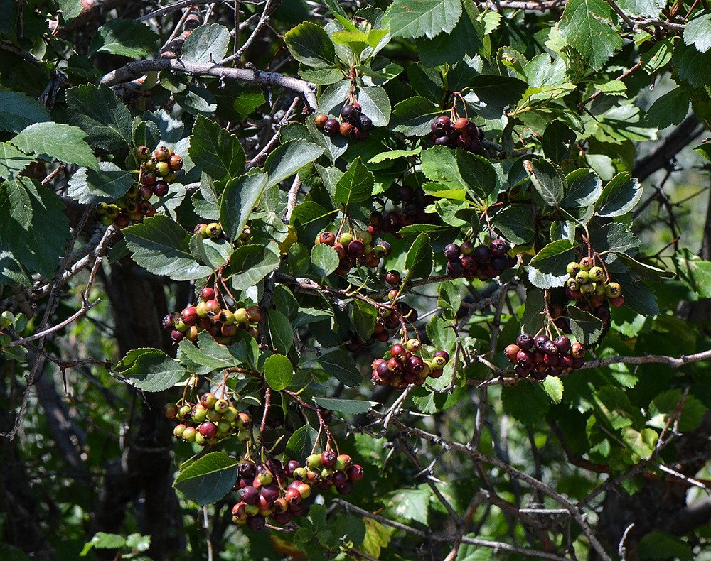 Black-hawthorn  Crataegus-douglasii 2