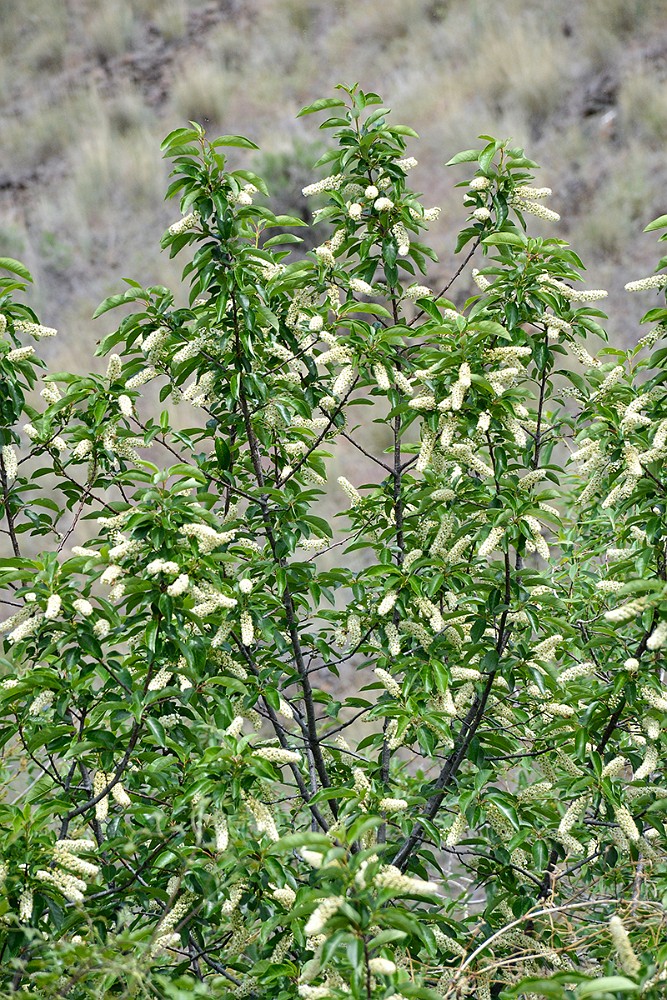 Chokecherry Prunus-virginiana