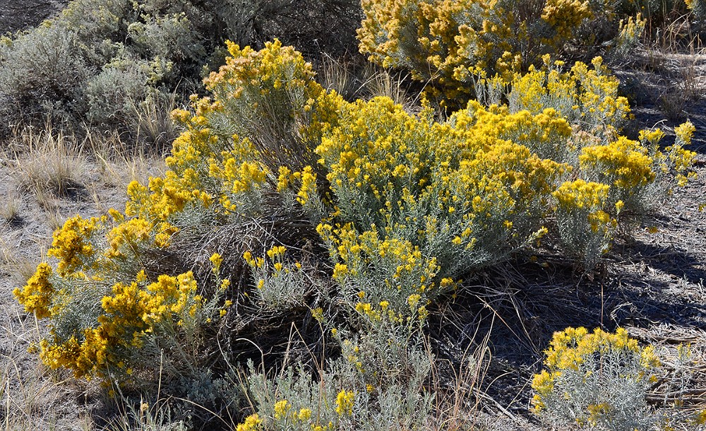 Common rabbit-brush Ericameria nauseosa