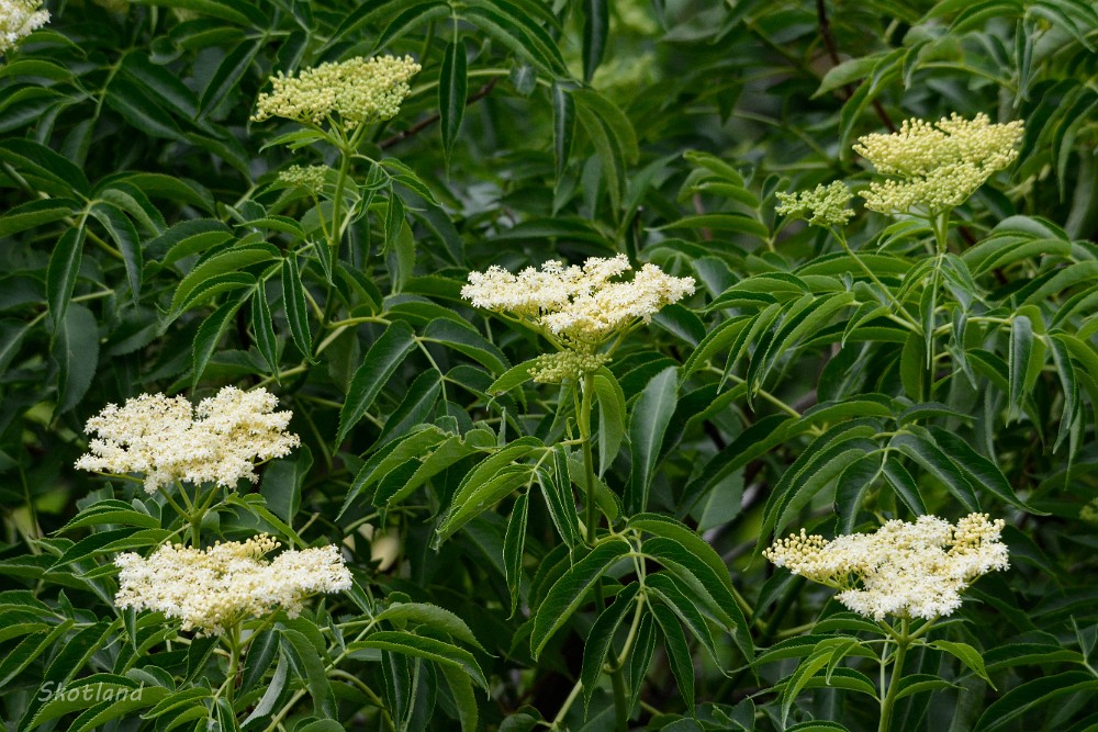 Elderberry Sambucus-cerulea 1