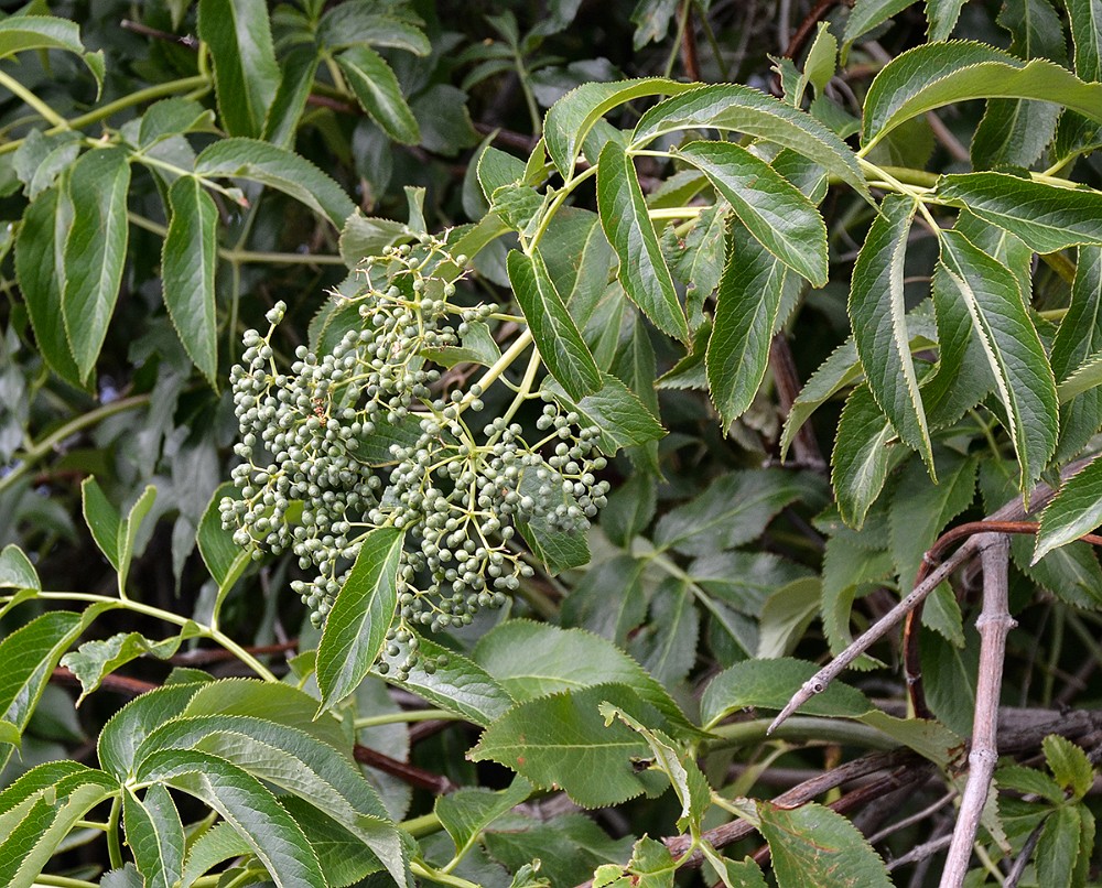 Elderberry Sambucus-cerulea 2