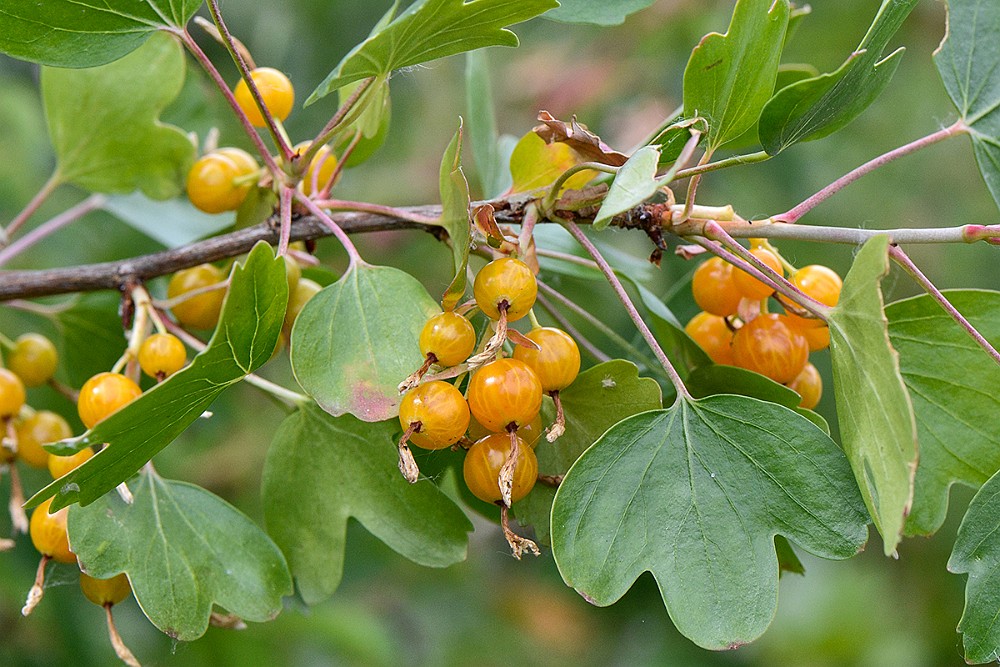 Golden-currant Ribes-aureum 3a