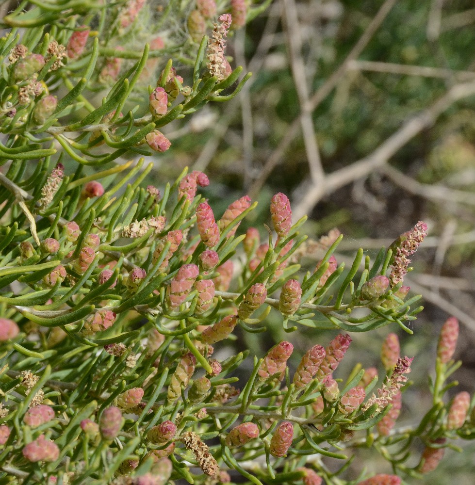 Greasewood Sarcobatus-vermiculatus