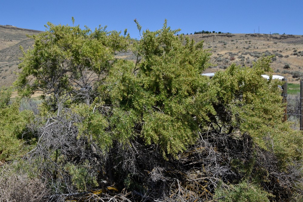 Greasewood Sarcobatus-vermiculatus 3