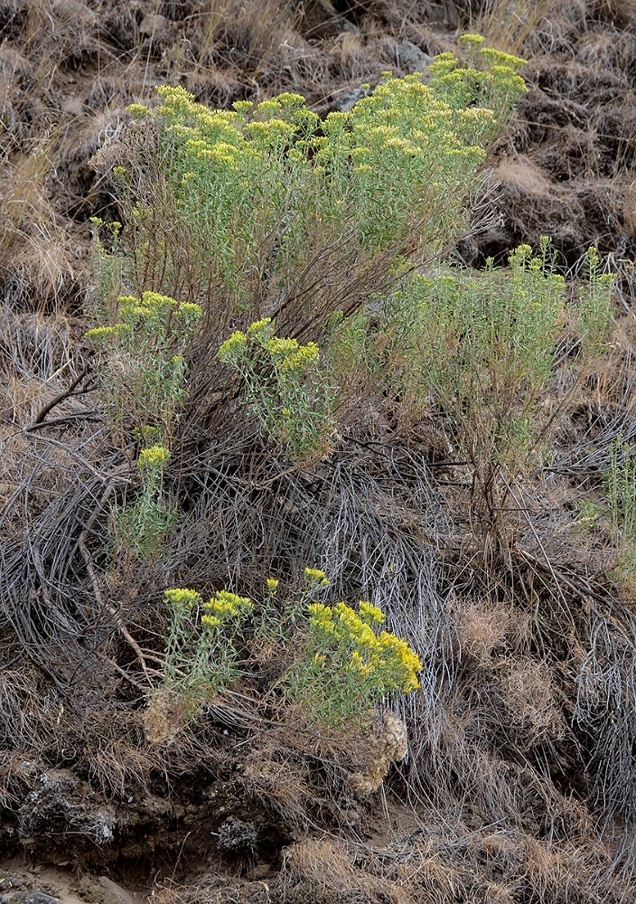 Green-rabbit-brush-Chrysothamnus-viscidiflorus